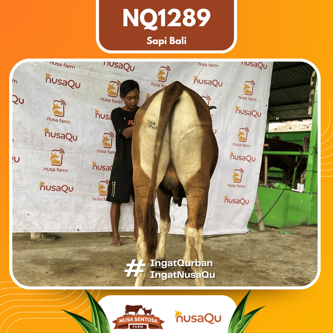 Sapi Sapi Bali NQ1289 2026 Bobot 372Kg foto 3