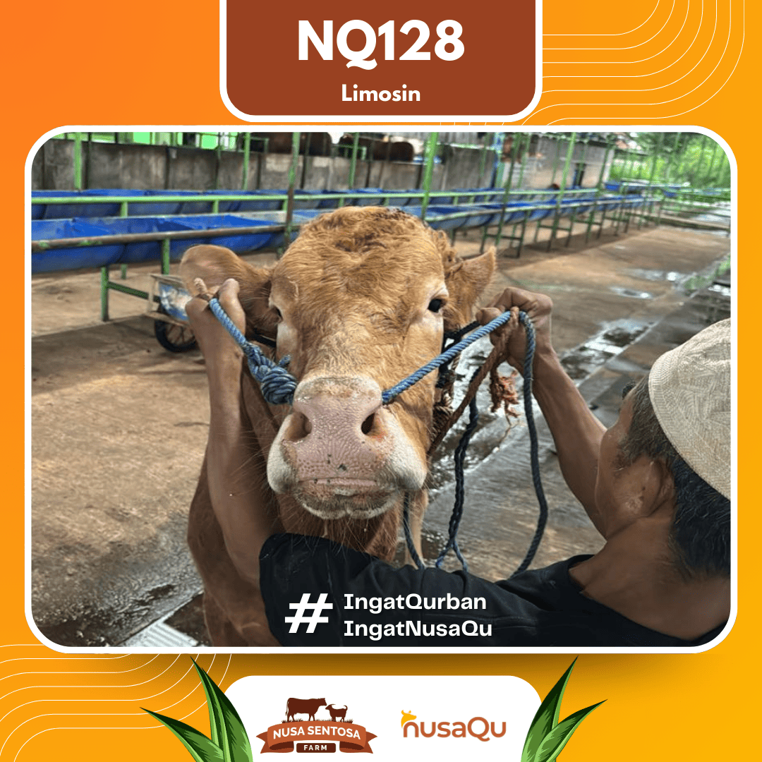 Sapi Limosin NQ128 2026 Bobot 600Kg foto 2
