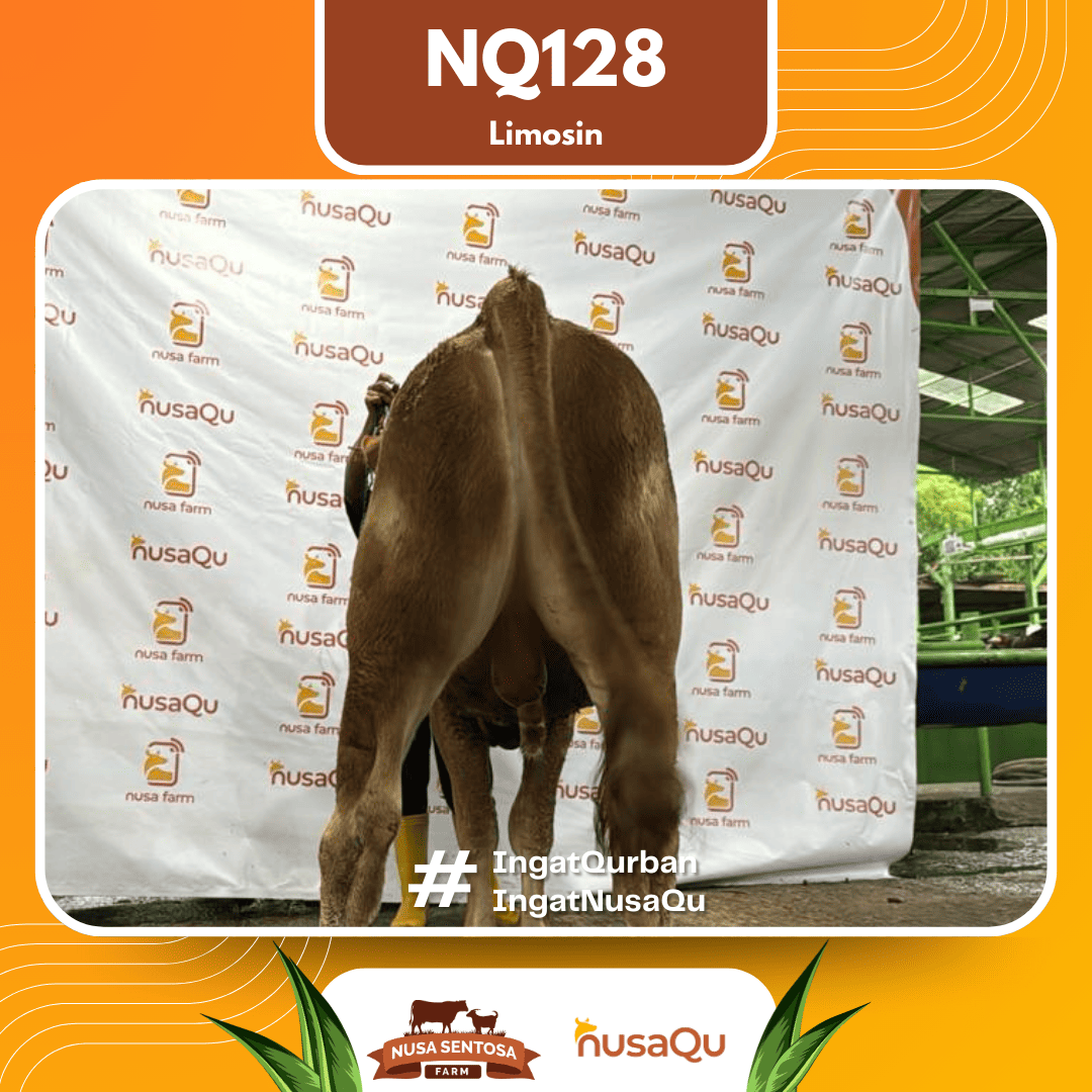 Sapi Limosin NQ128 2026 Bobot 600Kg foto 3