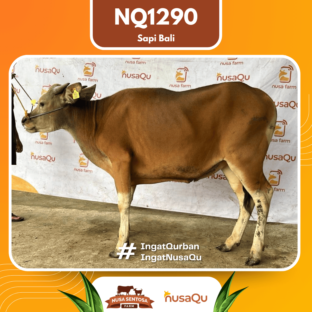 Sapi Sapi Bali NQ1290 2026 Bobot 371Kg
