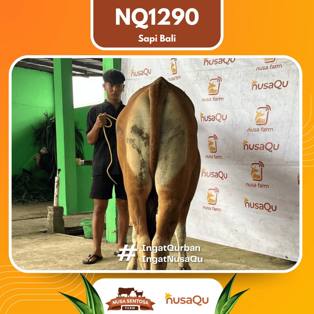 Sapi Sapi Bali NQ1290 2026 Bobot 371Kg foto 3