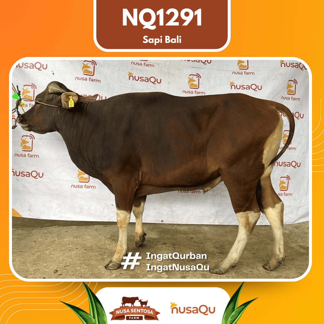 Sapi Sapi Bali NQ1291 2026 Bobot 391Kg
