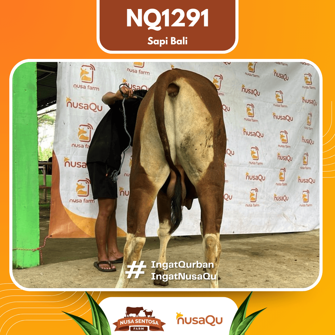 Sapi Sapi Bali NQ1291 2026 Bobot 391Kg foto 3