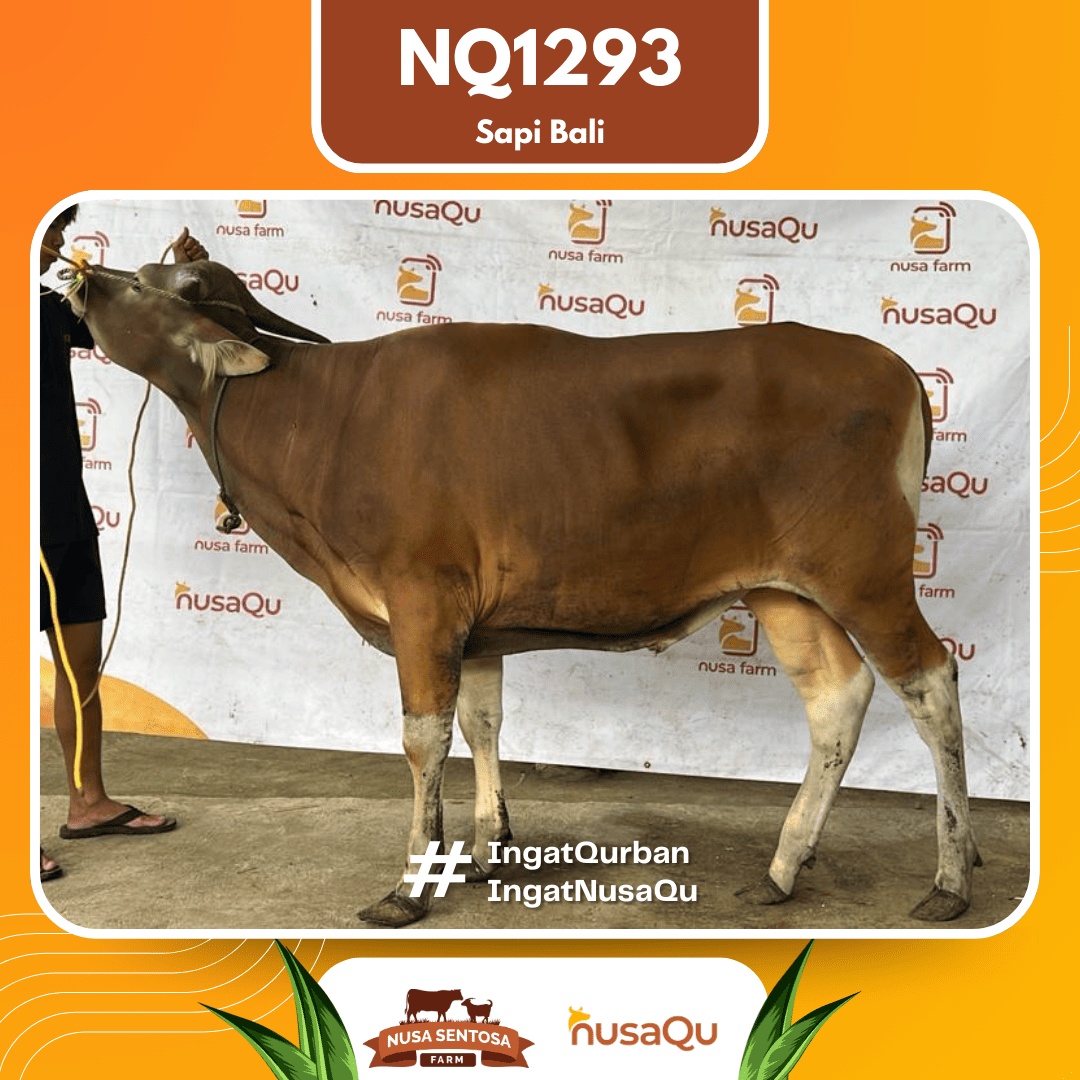 Sapi Sapi Bali NQ1293 2026 Bobot 390Kg
