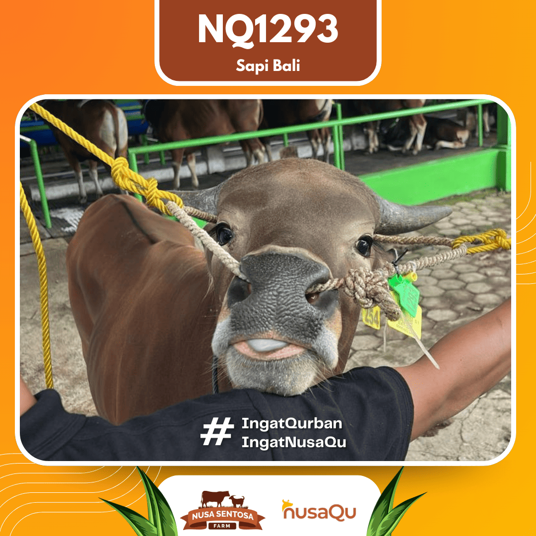 Sapi Sapi Bali NQ1293 2026 Bobot 390Kg foto 2