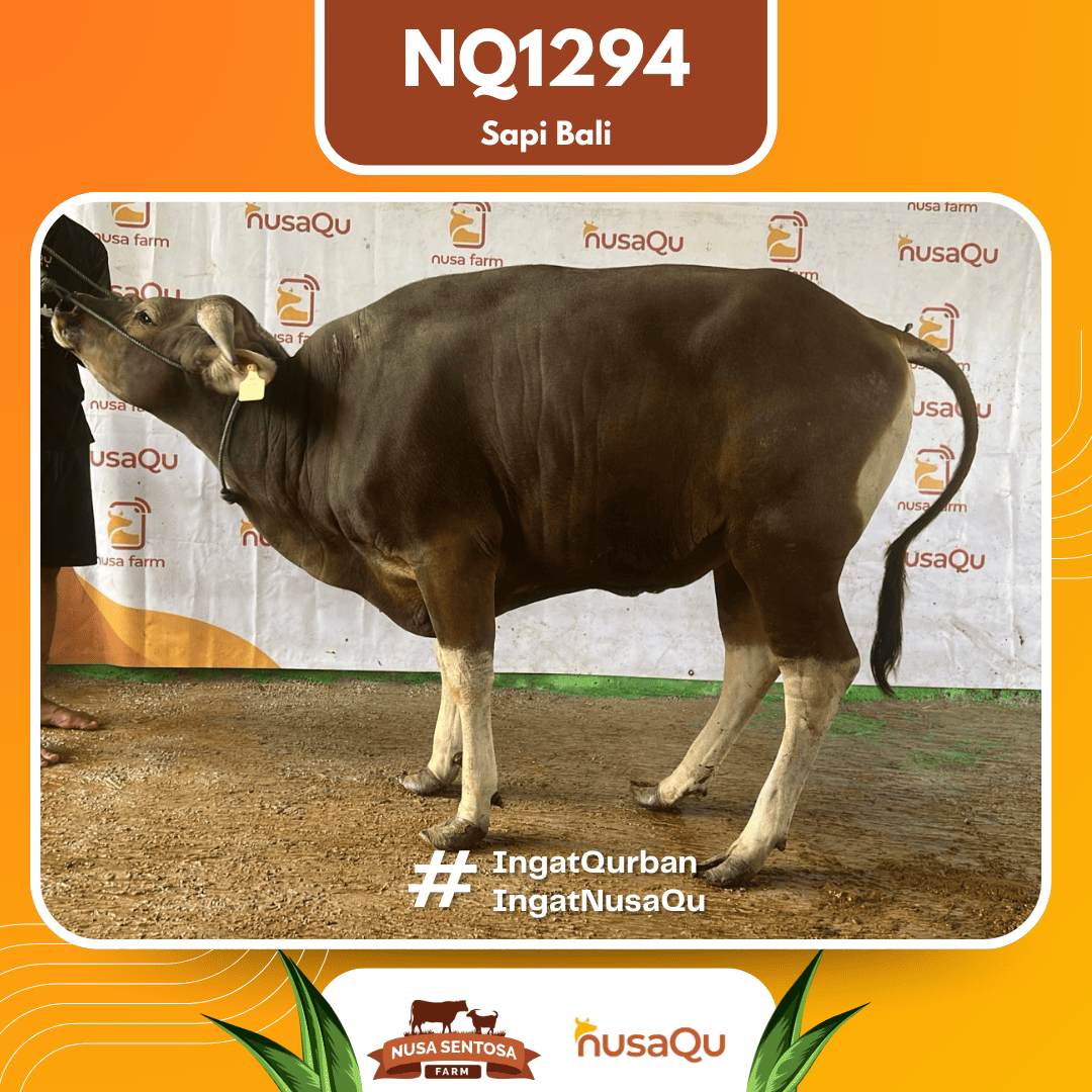 Sapi Sapi Bali NQ1294 2026 Bobot 395Kg