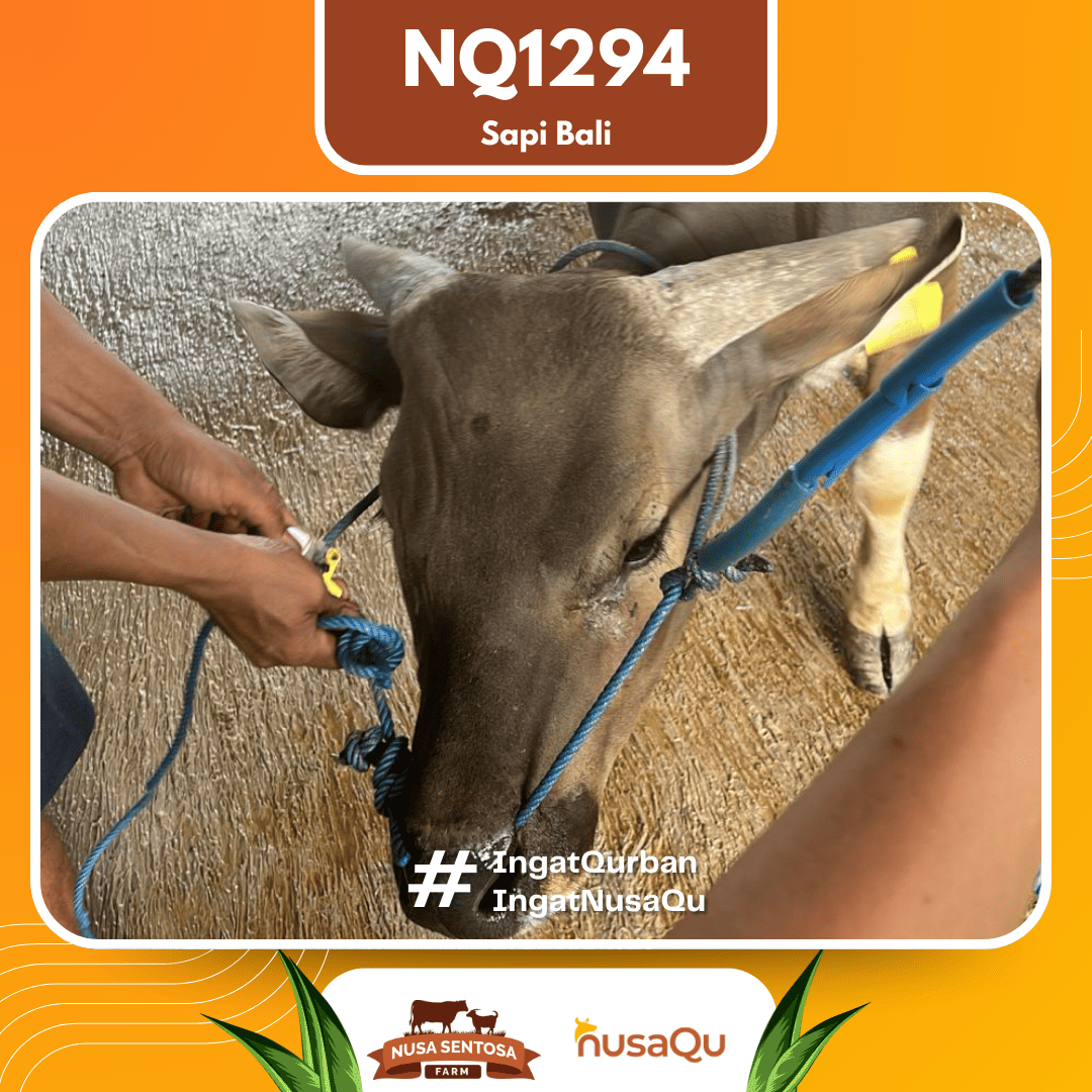 Sapi Sapi Bali NQ1294 2026 Bobot 395Kg foto 2