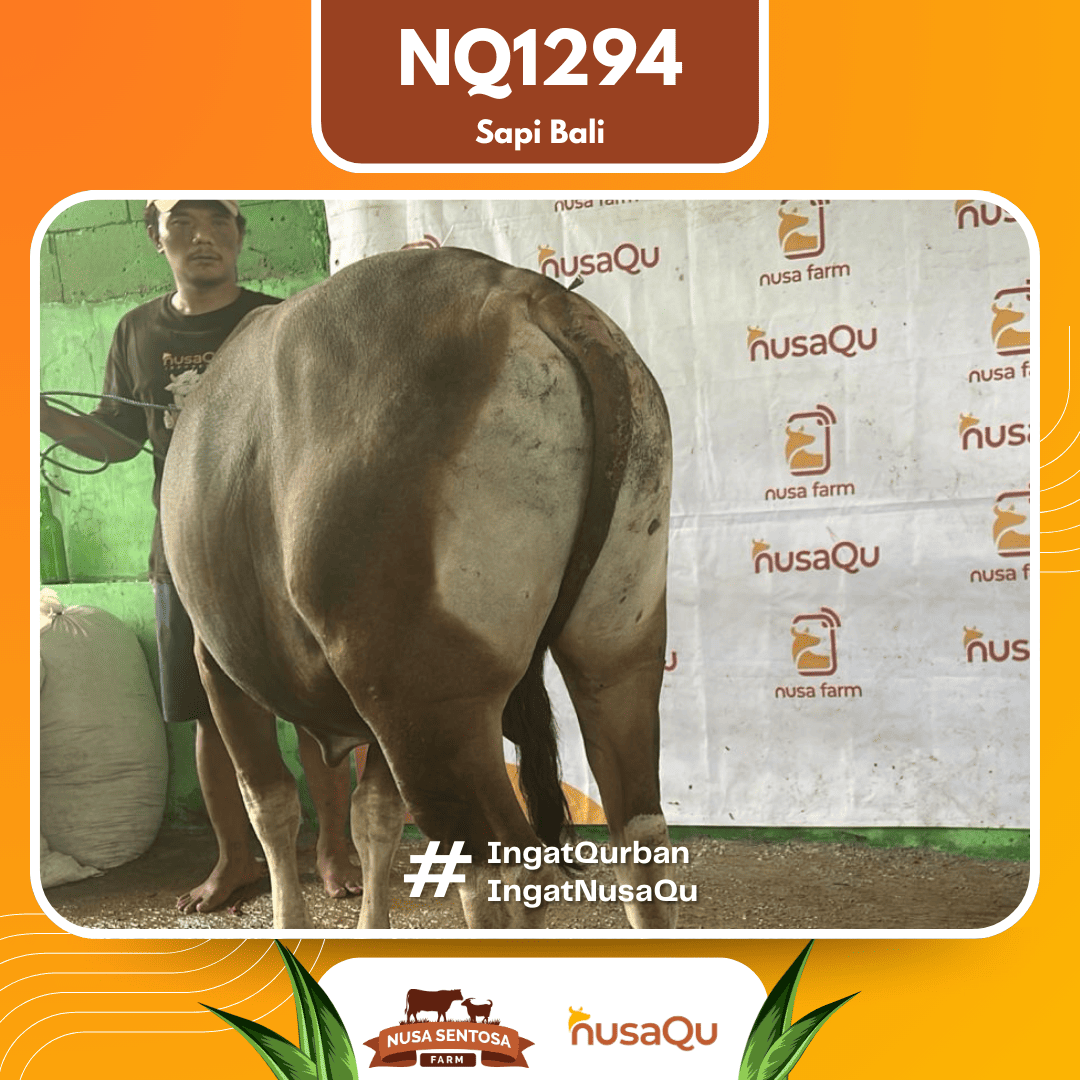 Sapi Sapi Bali NQ1294 2026 Bobot 395Kg foto 3