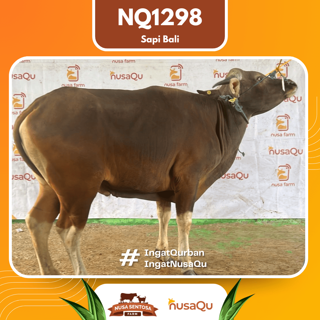 Sapi Sapi Bali NQ1298 2026 Bobot 410Kg
