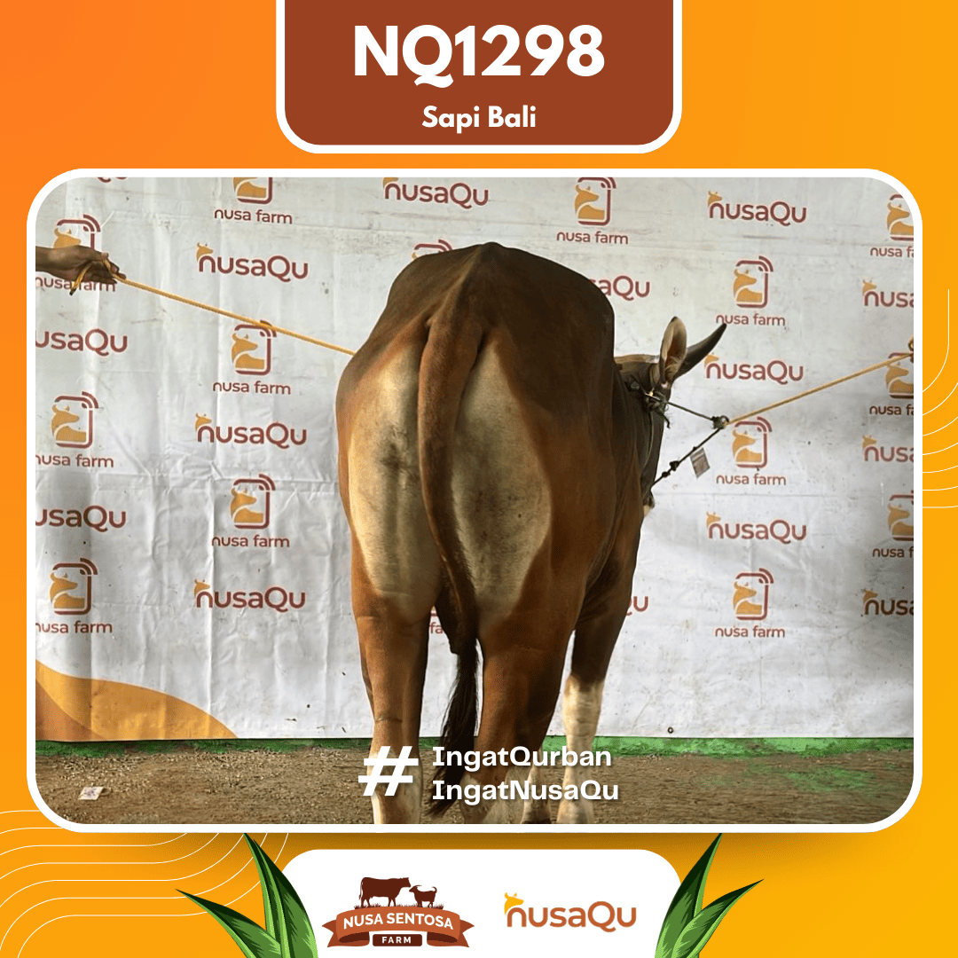 Sapi Sapi Bali NQ1298 2026 Bobot 410Kg foto 3