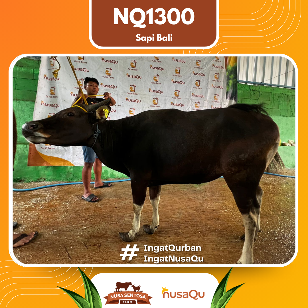 Sapi Sapi Bali NQ1300 2026 Bobot 390Kg