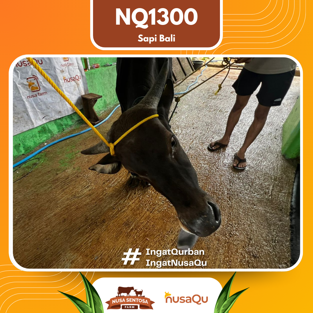 Sapi Sapi Bali NQ1300 2026 Bobot 390Kg foto 2