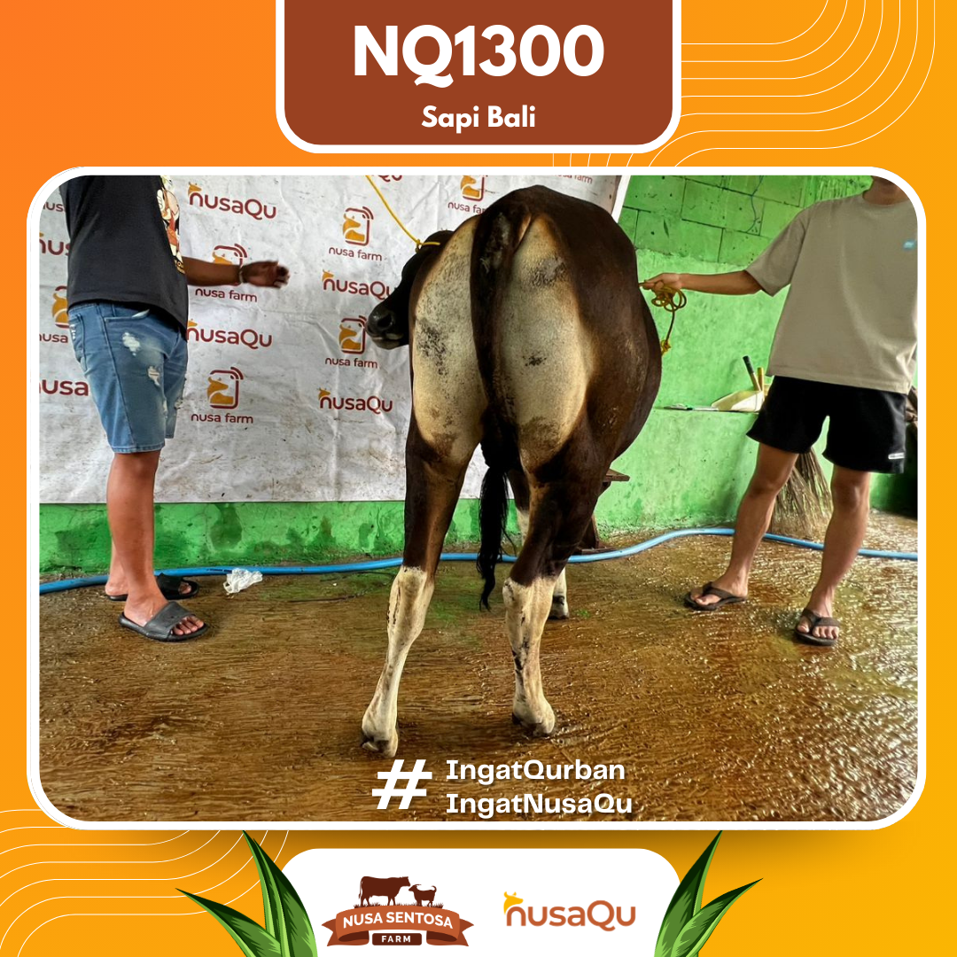 Sapi Sapi Bali NQ1300 2026 Bobot 390Kg foto 3
