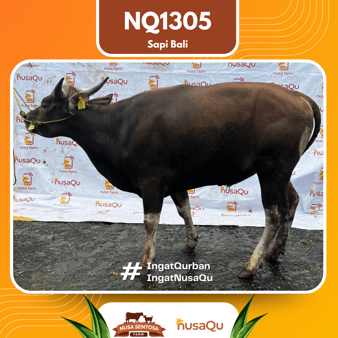 Sapi Sapi Bali NQ1305 2026 Bobot 412Kg