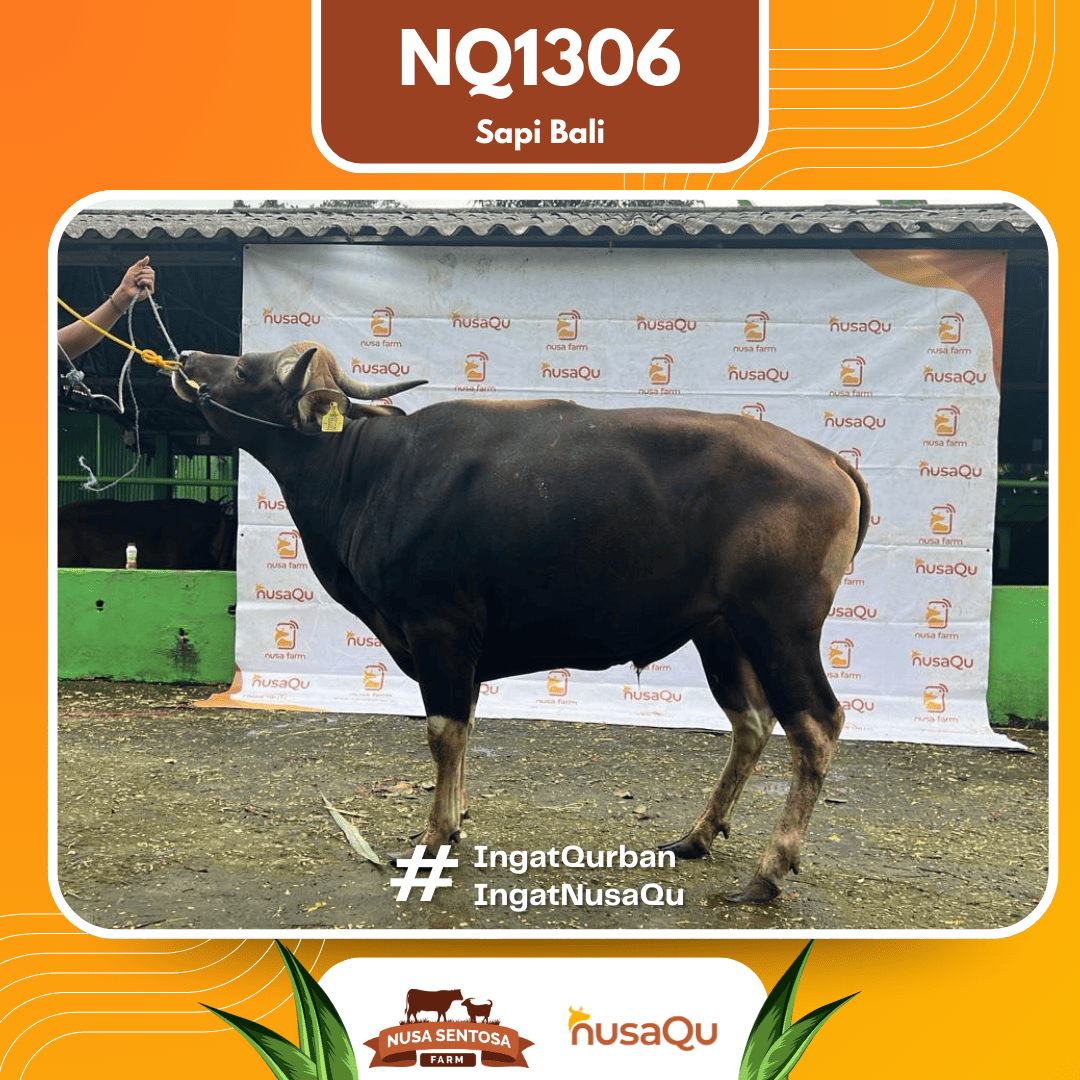 Sapi Sapi Bali NQ1306 2026 Bobot 395Kg