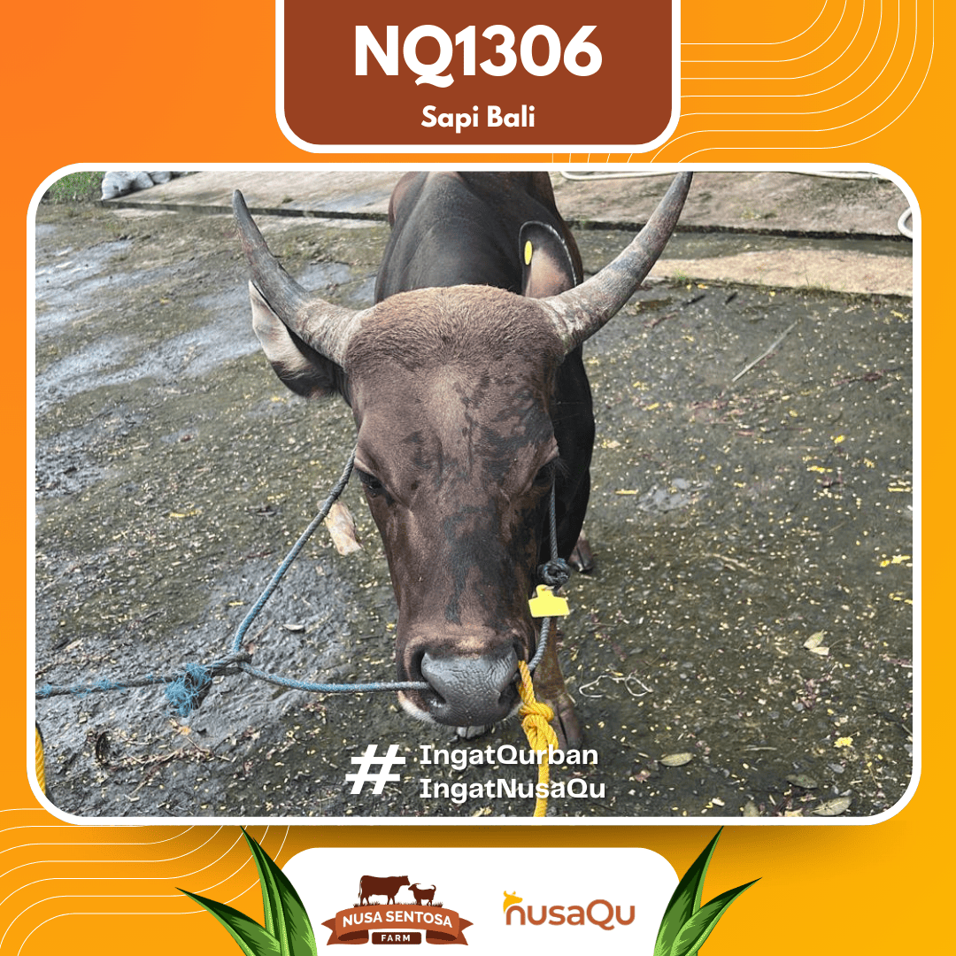 Sapi Sapi Bali NQ1306 2026 Bobot 395Kg foto 2