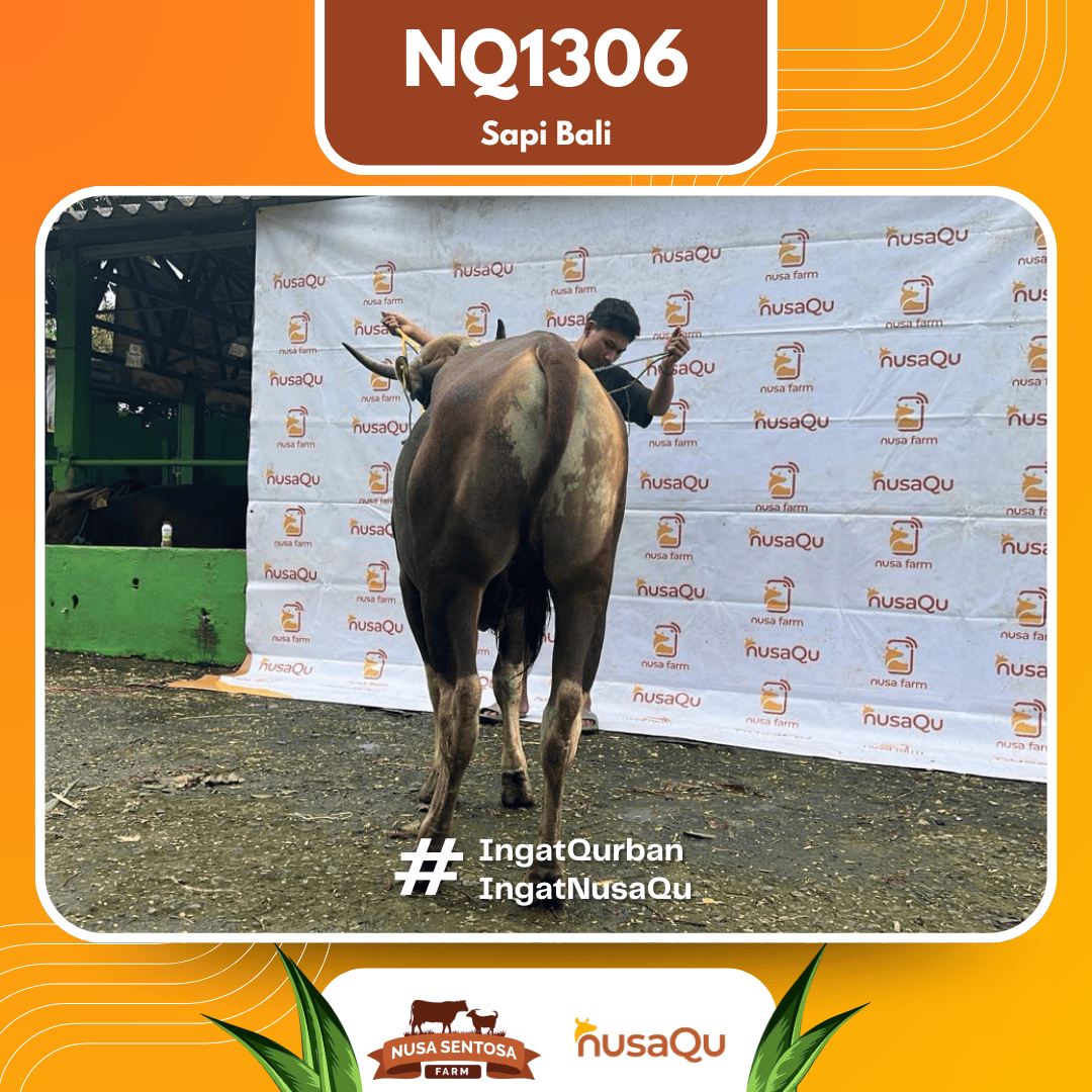 Sapi Sapi Bali NQ1306 2026 Bobot 395Kg foto 3