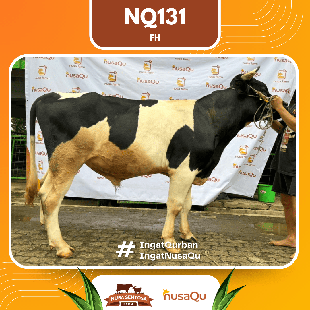 Sapi Sapi FH NQ131 2026 Bobot 575Kg