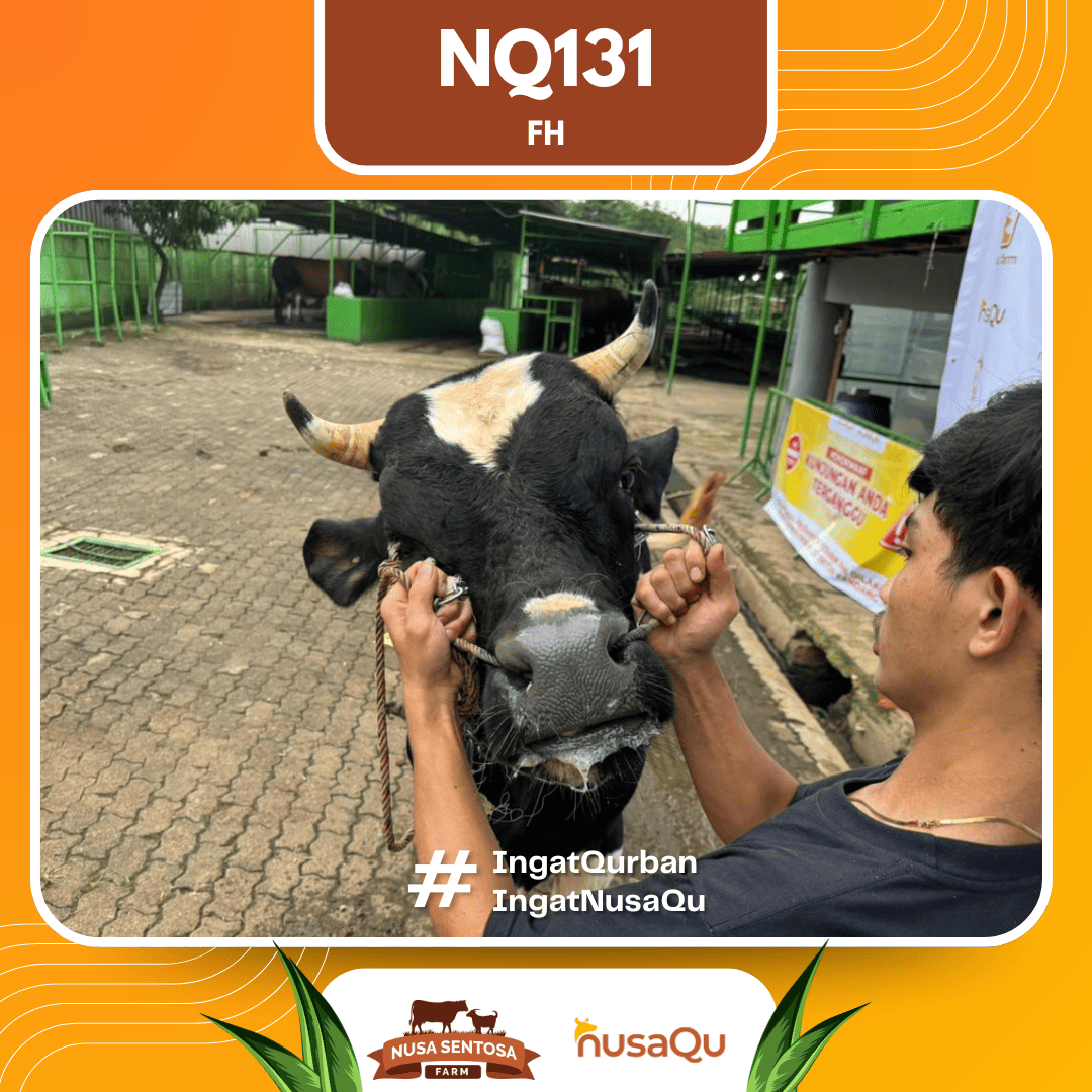 Sapi Sapi FH NQ131 2026 Bobot 575Kg foto 2