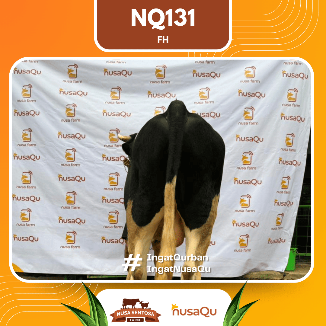 Sapi Sapi FH NQ131 2026 Bobot 575Kg foto 3