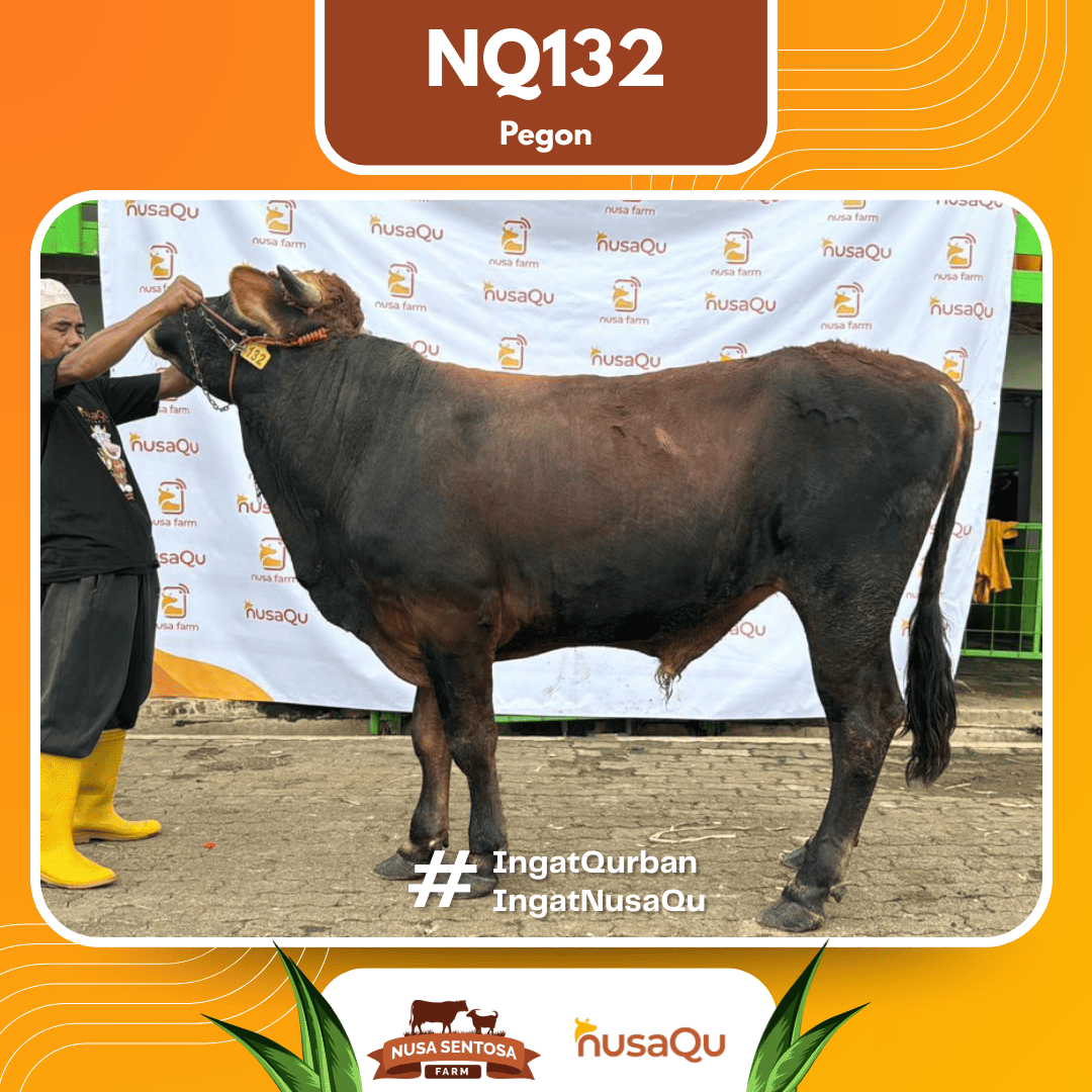 Sapi Pegon NQ132 2026 Bobot 575Kg