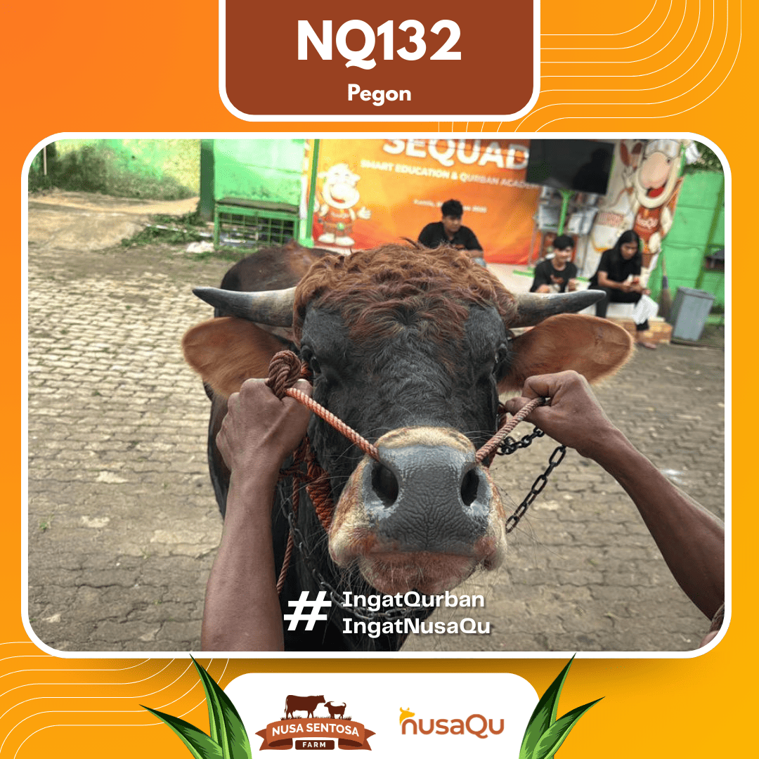 Sapi Pegon NQ132 2026 Bobot 575Kg foto 2