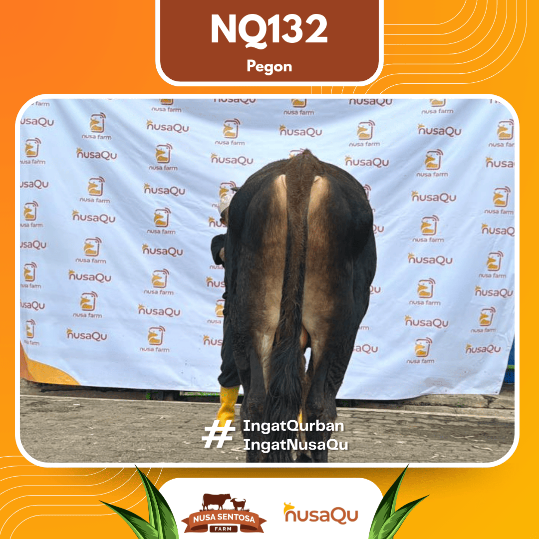 Sapi Pegon NQ132 2026 Bobot 575Kg foto 3