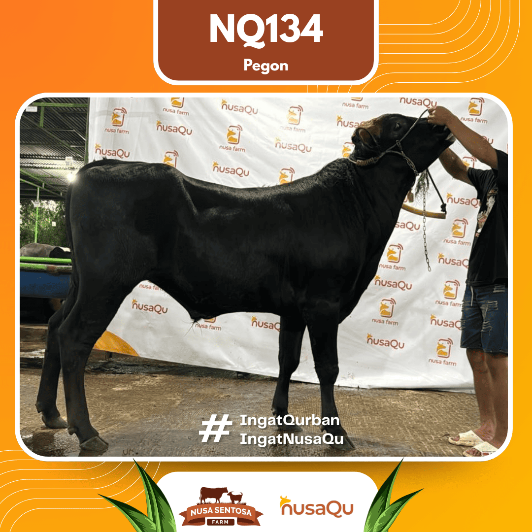 Sapi Pegon NQ134 2026 Bobot 575Kg