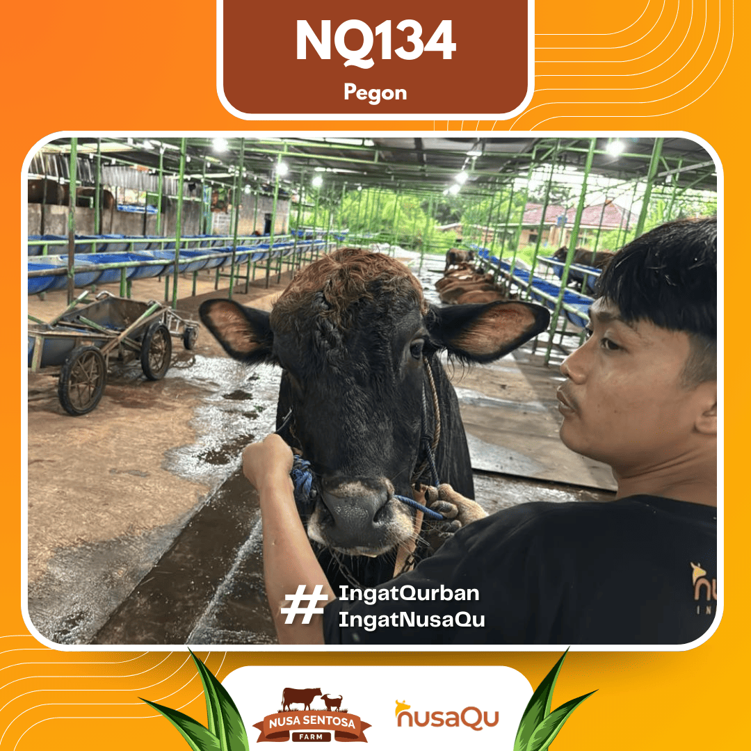 Sapi Pegon NQ134 2026 Bobot 575Kg foto 2
