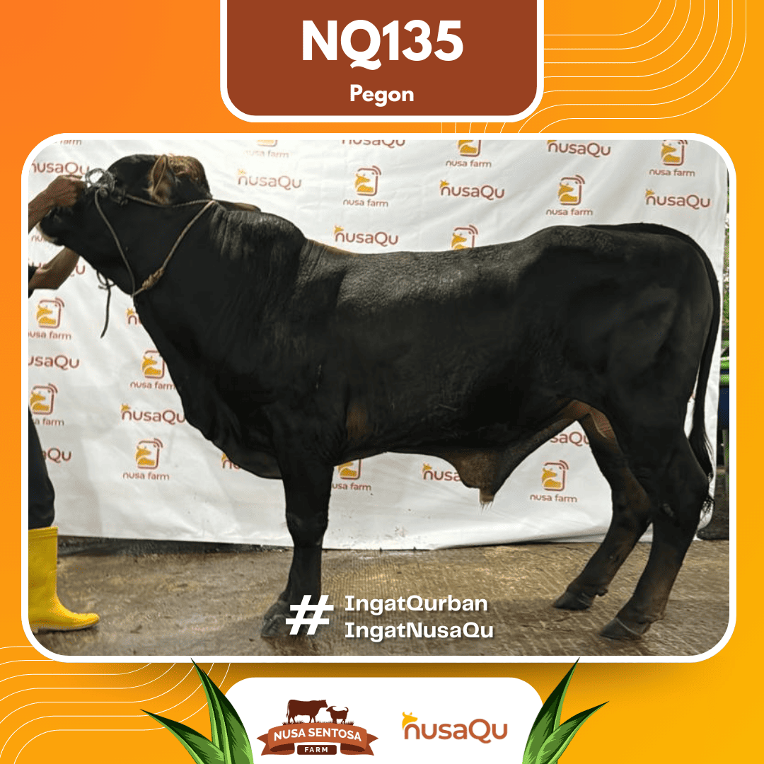 Sapi Pegon NQ135 2026 Bobot 650Kg