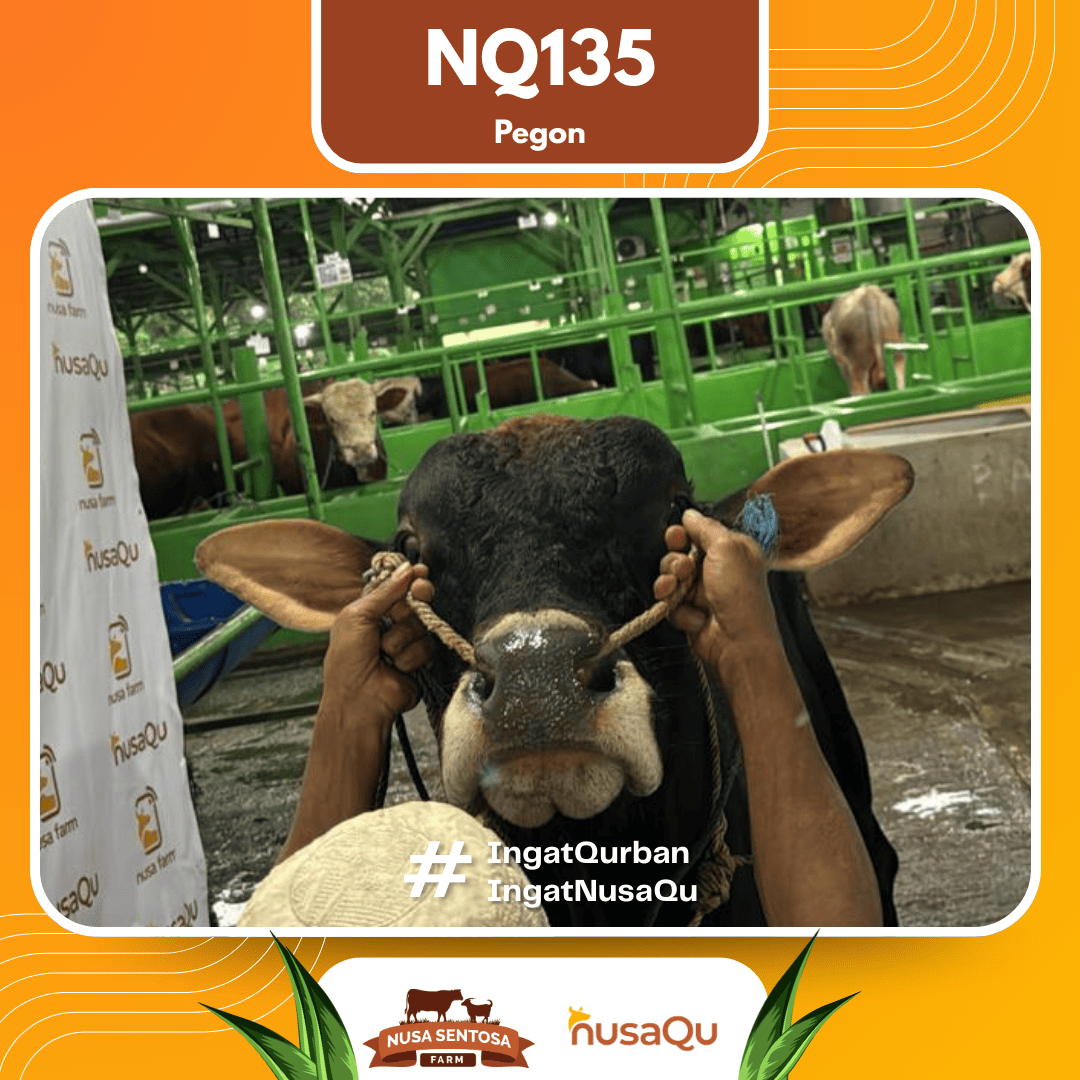 Sapi Pegon NQ135 2026 Bobot 650Kg foto 2
