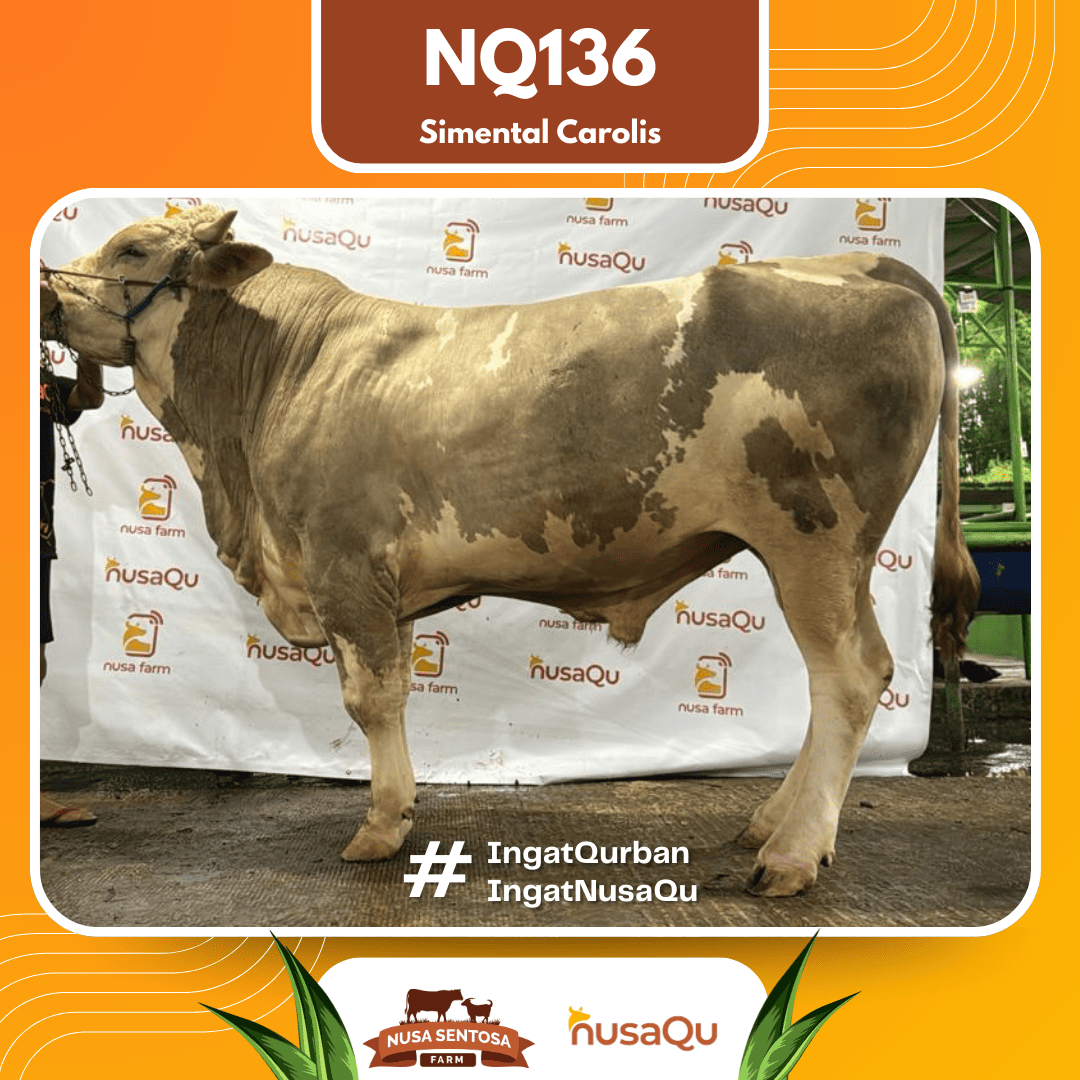 Sapi Simental Carolis NQ136 2026 Bobot 950Kg