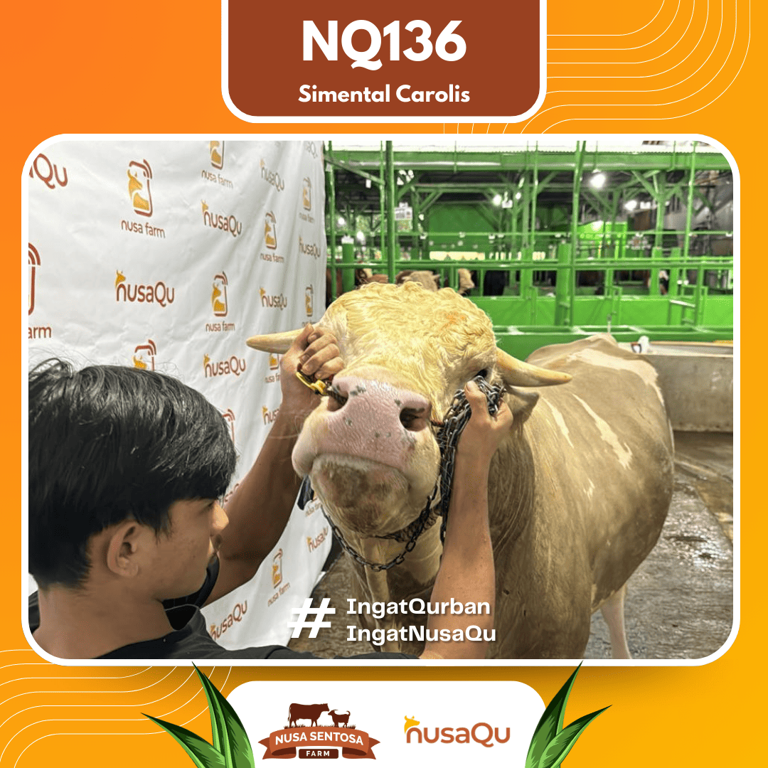 Sapi Simental Carolis NQ136 2026 Bobot 950Kg foto 2