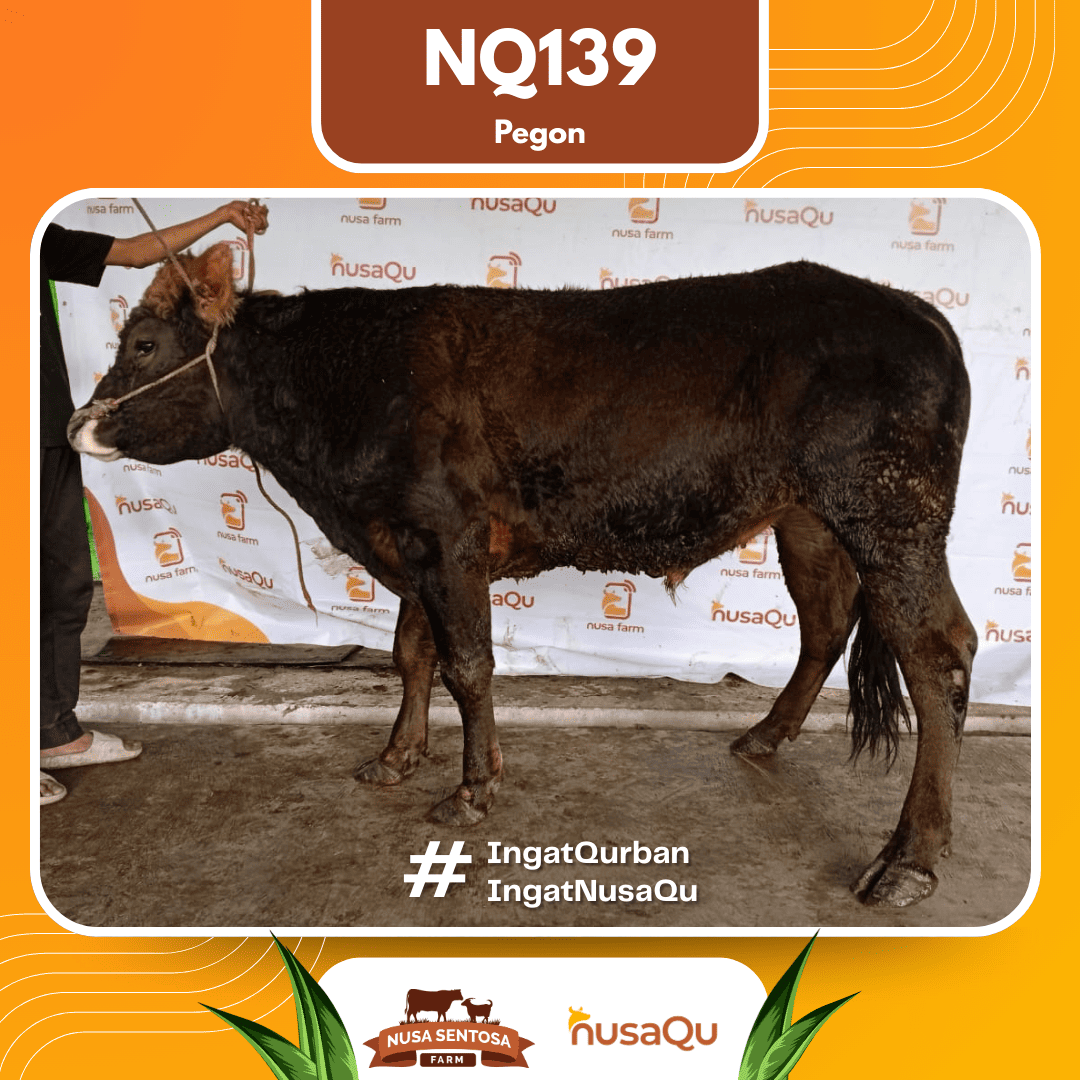 Sapi Pegon NQ139 2026 Bobot 575Kg