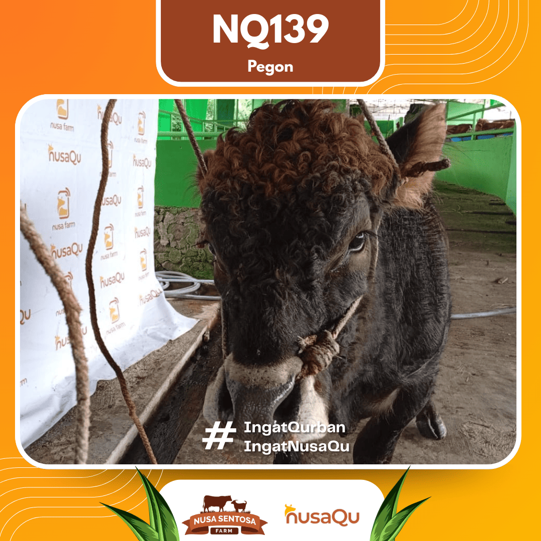 Sapi Pegon NQ139 2026 Bobot 575Kg foto 2