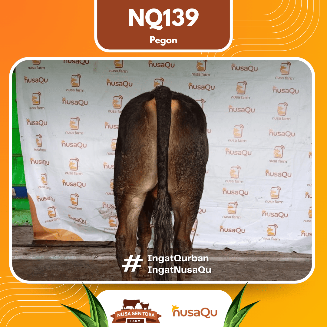 Sapi Pegon NQ139 2026 Bobot 575Kg foto 3