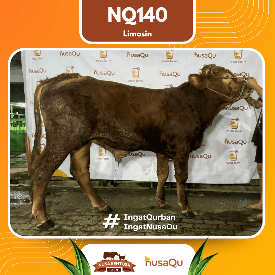 Sapi Limosin NQ140 2026 Bobot 575Kg