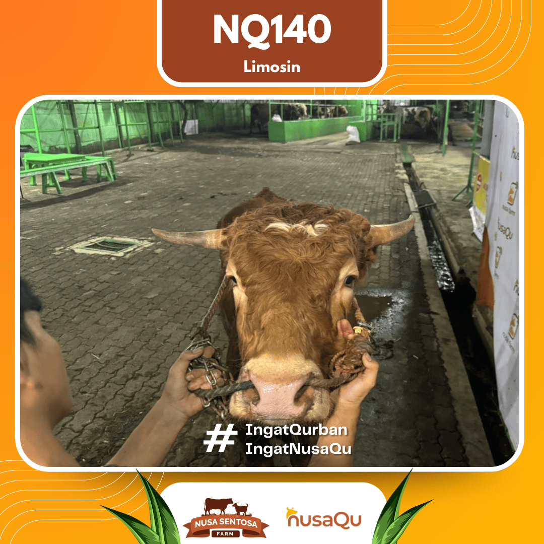 Sapi Limosin NQ140 2026 Bobot 575Kg foto 2