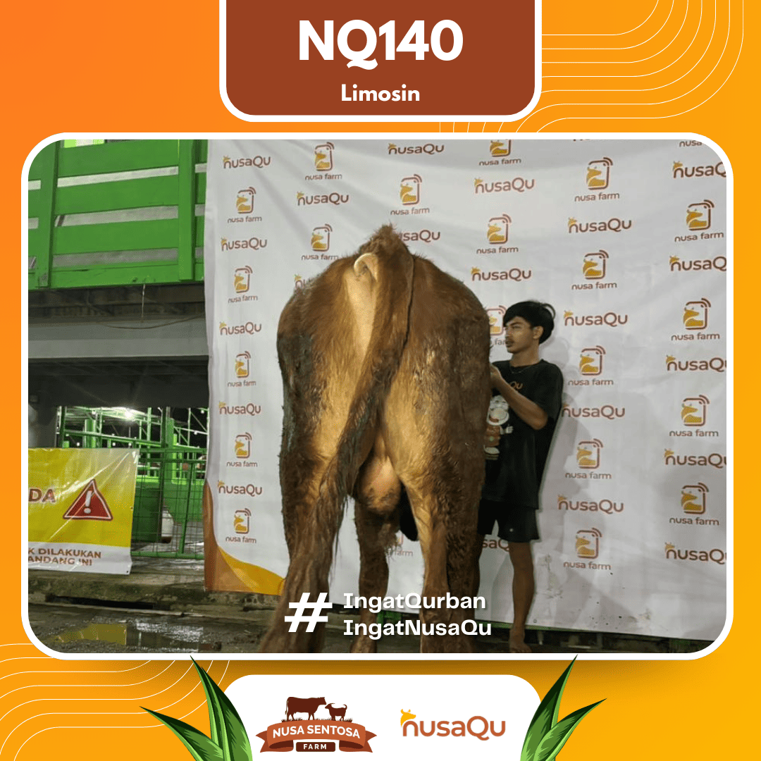 Sapi Limosin NQ140 2026 Bobot 575Kg foto 3