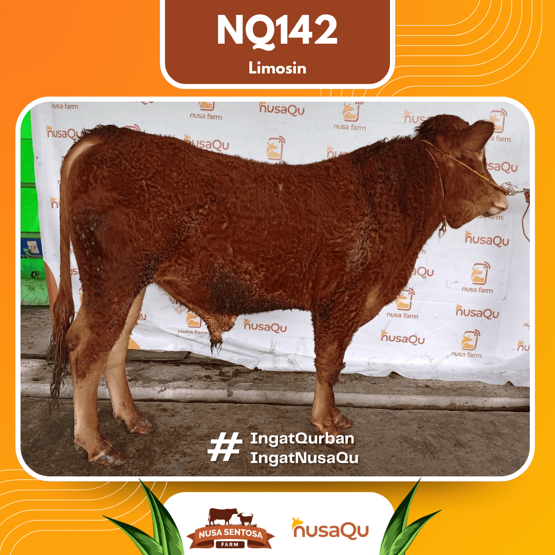 Sapi Limosin NQ142 2026 Bobot 600Kg