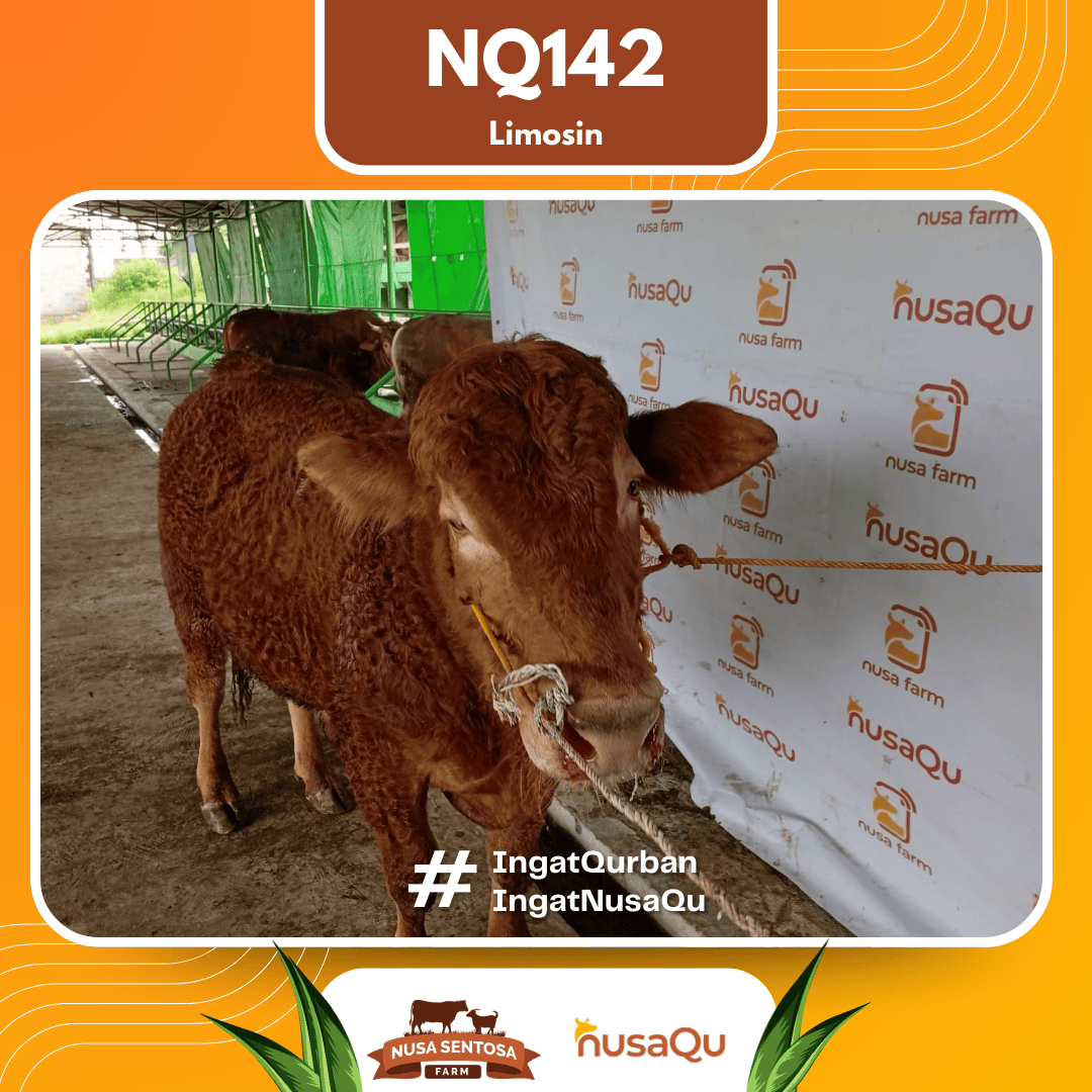 Sapi Limosin NQ142 2026 Bobot 600Kg foto 2