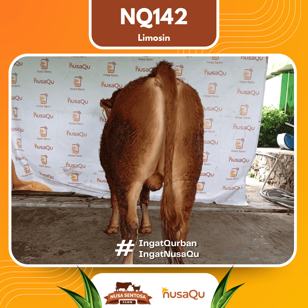Sapi Limosin NQ142 2026 Bobot 600Kg foto 3