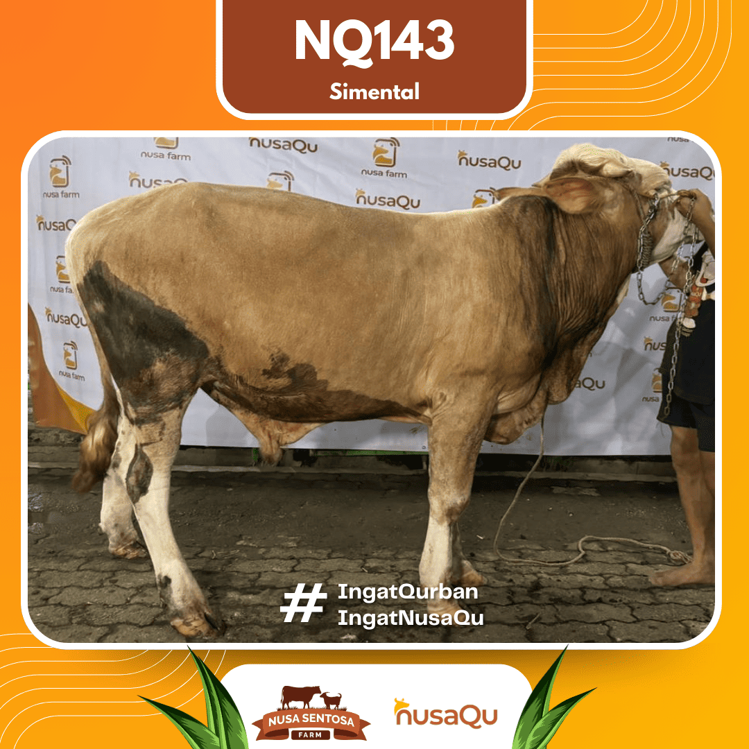 Sapi Simental NQ143 2026 Bobot 550Kg
