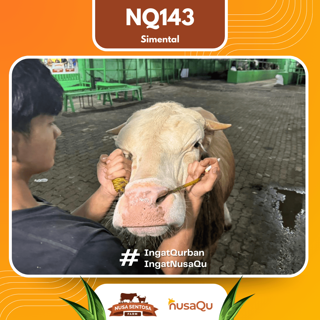 Sapi Simental NQ143 2026 Bobot 550Kg foto 2