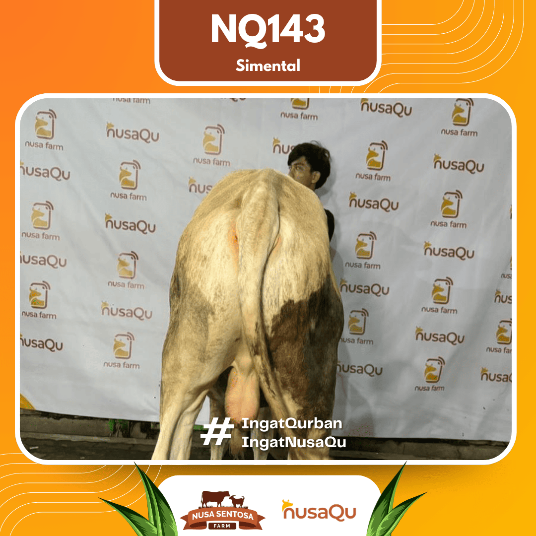 Sapi Simental NQ143 2026 Bobot 550Kg foto 3