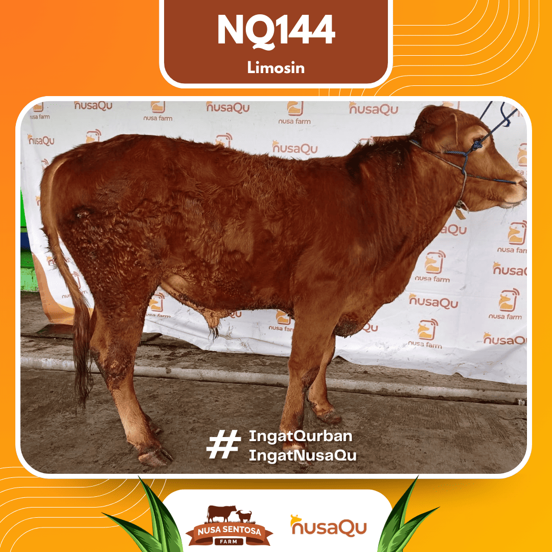 Sapi Limosin NQ144 2026 Bobot 575Kg