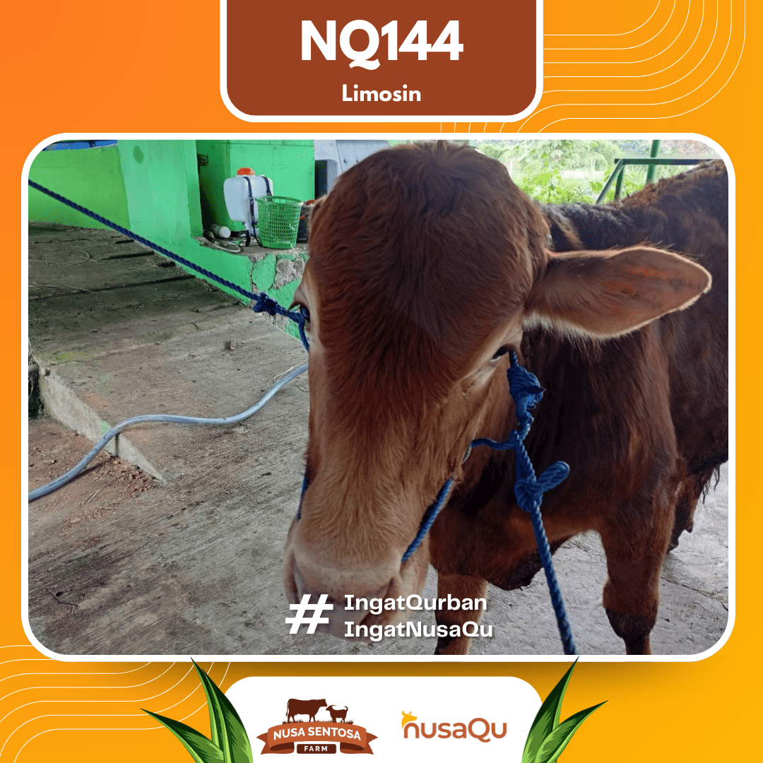 Sapi Limosin NQ144 2026 Bobot 575Kg foto 2