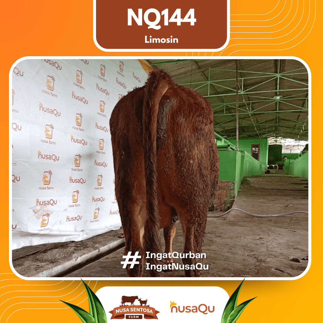 Sapi Limosin NQ144 2026 Bobot 575Kg foto 3