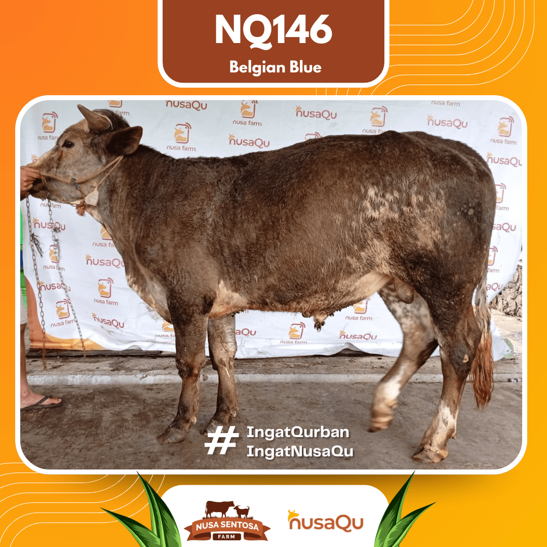 Sapi Belgian Blue NQ146 2026 Bobot 550Kg