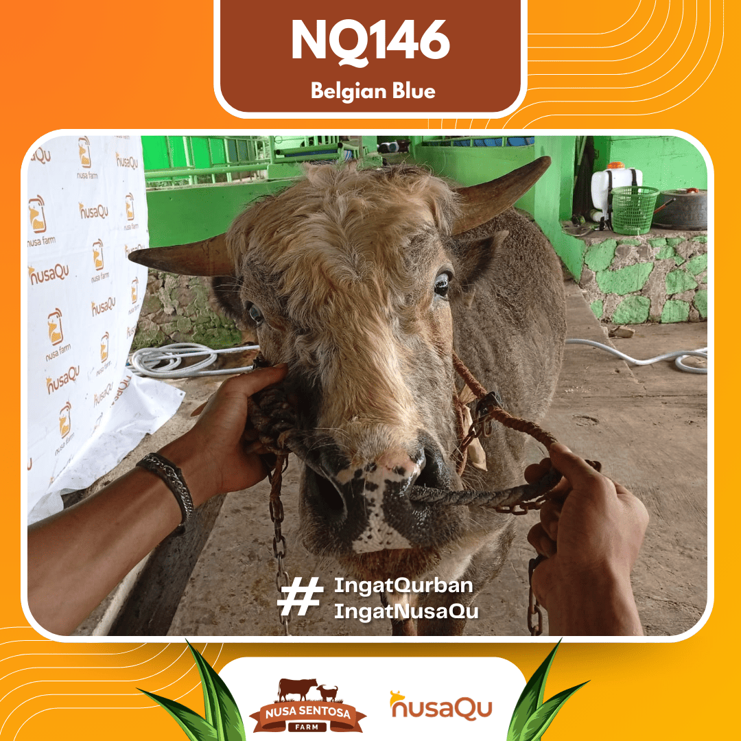 Sapi Belgian Blue NQ146 2026 Bobot 550Kg foto 2